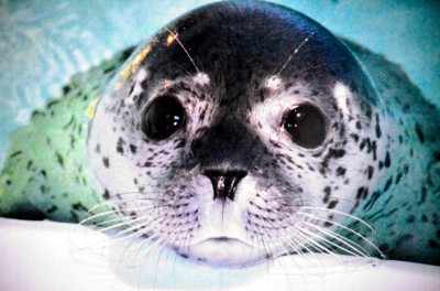 【動物】山形県鶴岡市立加茂水族館がゴマフアザラシの名前を、英王室のシャーロット・エリザベス・ダイアナ王女にちなみ「エリザベス」と決めたと発表