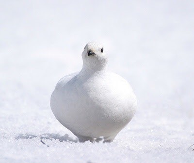 有名な絶滅危惧種の鳥で打線組んだ・・・