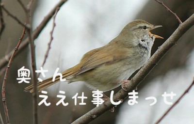 【科学】ハワイに渡ったウグイス さえずり変化