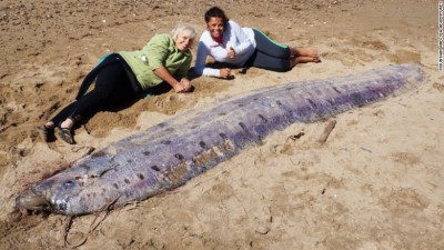 【話題】体長５メートルのリュウグウノツカイ、浜に打ち上げ　～米カリフォルニア州ロサンゼルス沖にあるカタリナ島