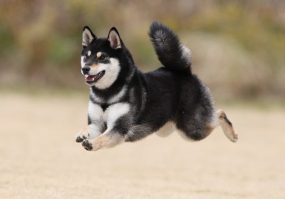 そろそろ犬の可愛さ№1決めようぜ