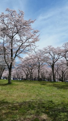 【画像】近所の桜を貼っていくスレ